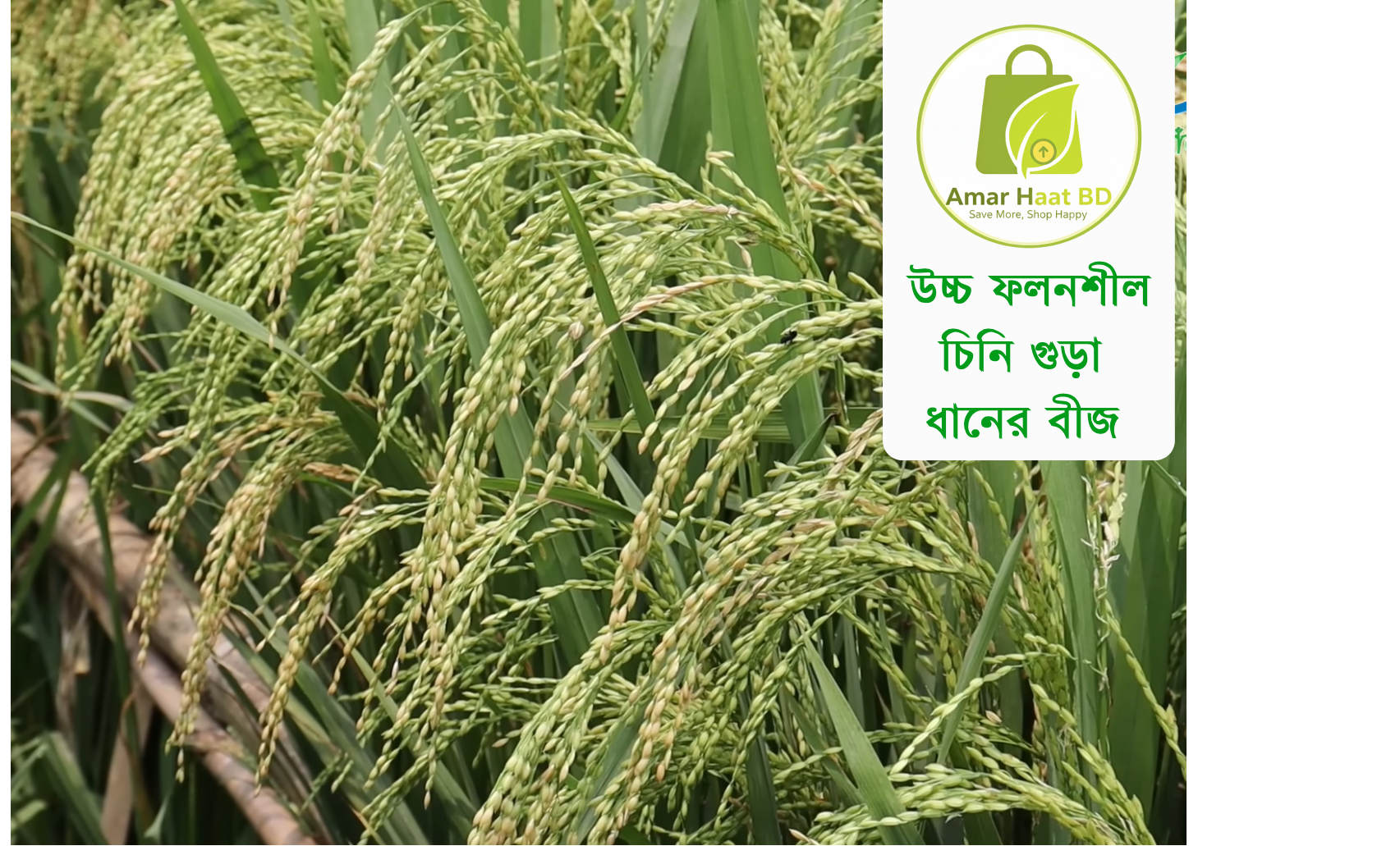 উচ্চ ফলনশীল চিনি গুড়া ধানের বীজ